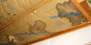 It will get rid of all your mice slowly in about three to six months. Are Mice Causing Your House To Smell House Washing Experts