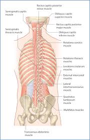 If we want to locate the back muscles in the body, we can say that it starts from the. Back Muscles Basicmedical Key