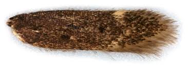 Image result for Bryotropha similis