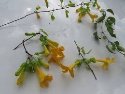 Image result for Dolichandra