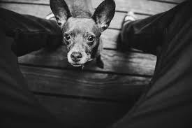 Constatant que son chien n'est pas à ses côtés, il comprend immédiatement la situation. Comment Faire Le Deuil De Son Chien Rover Blog