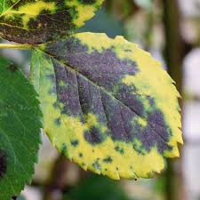 Black spot thrives during cool, moist weather, while extreme summer heat limits the disease. 10 Common Plant Diseases And How To Treat Them The Family Handyman