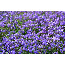 Image result for Browallia americana