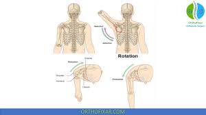 Image result for Shoulder Strength Exam