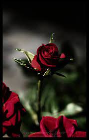 Love Roses Are Red Red Roses Rose Love Rose