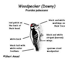 Michigan Bird With Black And White Striped Head Woodpecker Lesson Plans Google Search Woodpecker How To Plan Lesson