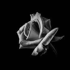 Download the perfect mp3 pictures. Papers Co Android Wallpaper Mt53 Flower Rose Bw Dark Beautiful Best Nature