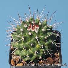 Features include spines, a thick cuticle and more. Mammillaria Carnea