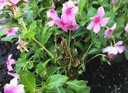 We did not find results for: Vinca Rotting And Wilting What To Do To Save It From Dying