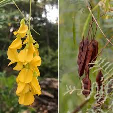 Image result for Sesbania brevipedunculata