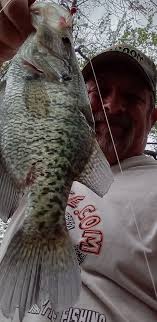 Cormorant trying to eat a slippery eel