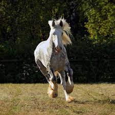 16 Gypsy Vanner Horse Facts Helpful Horse Hints
