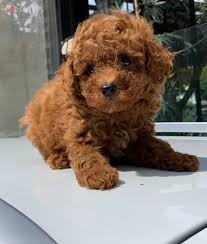 Sosyal Heyecanli Kanis Kopegi Poodle Kopek Dunyasi