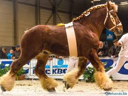 Belgian Draft Belgisch Trekpaard Dorus Van De Molenhoeve Ter Dekking Trekpaarden Paarden Belgisch Trekpaard
