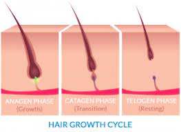 What Are Baby Hairs And Why Won T They Grow