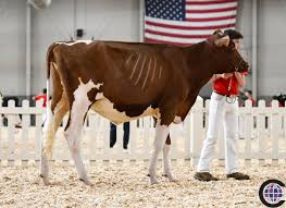 Premier National Junior Red & White Show 2019