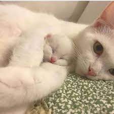 cats my love on instagram from flower jji follow catsmylove co and tag cats mylove for your chance to be fe cute cats baby animals cute baby animals