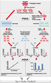 Until recently, the fear that a transgenic organism might escape and infiltrate a natural ecosystem was based on theoretical scenarios. Absolute Quantitation Of Isoforms Of Post Translationally Modified Proteins In Transgenic Organism Molecular Cellular Proteomics