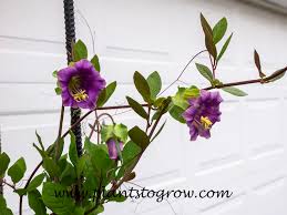 Image result for Cobaea