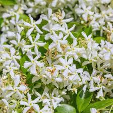 Amazon.com : 2 Star Jasmine Plants Live from 4 to 6 Inches Tall, Live  Jasmine Plants Indoor : Patio, Lawn & Garden