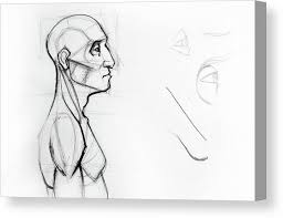 Vevor torso anatomy model 17inch human torso 23 parts unisex human torso model anatomy models human body anatomical model skeleton life size medical anatomy educational teaching tool. Outline Drawing Sketch Of Side Profile Of A Human Male Head And Torso Anatomy Illustration Canvas Print Canvas Art By Oana Unciuleanu