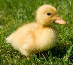 As a few individual ducks may be frivolous and competent to short bursts of once the female american pekin duck lays 5 to 8 eggs, she will start to sit on her eggs to keep them warm so that they can hatch into baby ducklings. Ducks For Sale Pekin Ducklings For Sale Sydney Strathfield