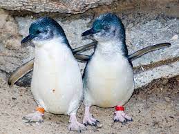 Little Blue Penguin 13 Penguin Animals Penguins Penguin Facts