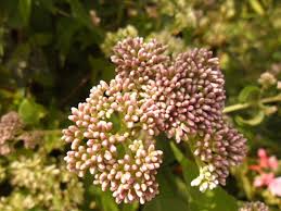 Image result for Campuloclinium macrocephalum