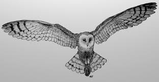 Colorful Birds Flying In The Sky Drawing Owl In Flight Drawing Pencil Sharpie Add A Night Sky And Moon With Water Color Markers Owls Drawing Snowy Owl Tattoo Barn Owl Tattoo