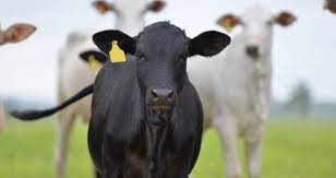 Causa no animal paralisia, mudança de. Doenca Da Vaca Louca Ainda Nao Ha Motivo Para Panico Diz Btg Money Times