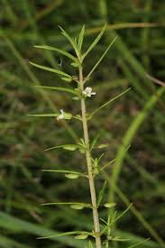 Image result for Bacopa floribunda
