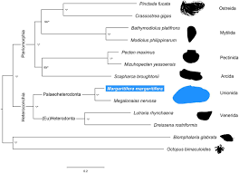 Chromium supplement, diabetes supplement drink, blood sugar support, diabetes. The Crown Pearl A Draft Genome Assembly Of The European Freshwater Pearl Mussel Margaritifera Margaritifera Linnaeus 1758 Biorxiv