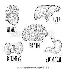 Human organs with an emphasis on the liver human anatomy. Black And White Illustration Diagram Human Heart Download Illustration 2020