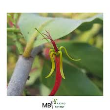 Image result for Loranthaceae