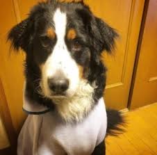 Find a bernese mountain dog puppy from reputable breeders near you in colorado. 7 Best Bernese Mountain Dog Breeders 2021 We Love Doodles