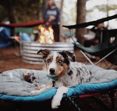 Free classified ads for free pets to good home and everything else in michigan. Bring Your Best Friend On These Pet Friendly Vacations In Michigan Michigan