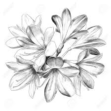 Black and white flower drawing the background. Lily Bouquet 7 Flowers Sketch Vector Graphics Black And White Royalty Free Cliparts Vectors And Stock Illustration Image 80714737