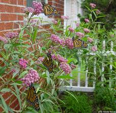 A Visual Journey Through The Monarch Life Cycle The