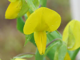 Image result for Crotalaria paulina