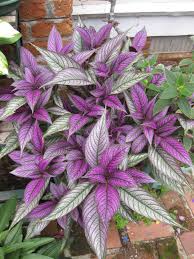 Image result for Strobilanthes