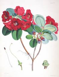 Image result for Rourea thomsonii