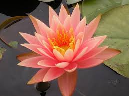 Colorado Hardy Water Lily Pond Plants Water Plants For Ponds Flora Flowers