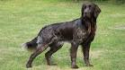 German Longhaired Pointer Info, Puppies, Temperament, Pictures
