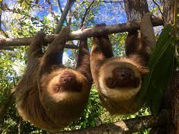 Happy Sloth Sunday These Two Toed Sloths Are Currently In Rehab To Be Eventually Released Back Into The Wild Patty On Two Toed Sloth Sloth My Spirit Animal