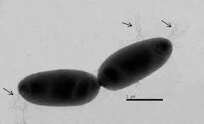 Image result for Pseudomonas syringae