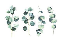 How To Care For A Eucalyptus Silver Dollar Plant