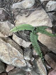 Image result for Adiantum incisum