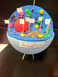We did not find results for: Mrs Pastore On Twitter Just A Few Of My Gr 8s 3d Animal Plant Cell Models Amazing Creativity Accuracy In Their Representations
