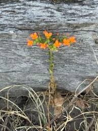 Image result for Kalanchoe lanceolata