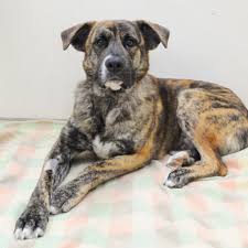 Where does the french bulldog german shepherd mix come from? Tyson Large Male American Bulldog X German Shepherd Mix Dog In Vic Petrescue